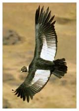 condor